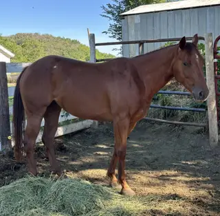 Bqh Boons Dun It (Fireball), 3 Year Old Chestnut Quarter Horse Filly for Sale in Smithland, IA