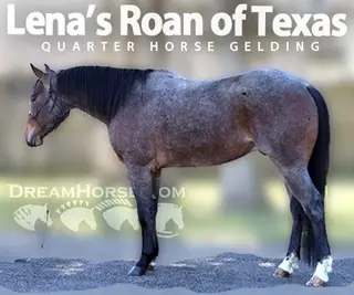 Lena's Roan of Texas (Teddy)