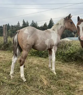 Rizkit for the bizkit (Rizz), Foal Bay Dun Roan Paint Colt for Sale in Arlington, WA