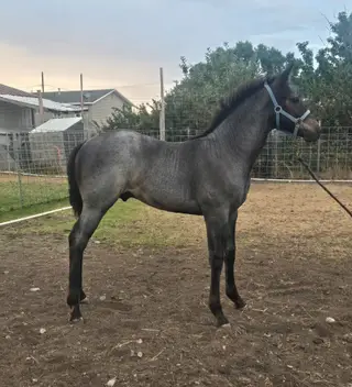 Colt by Once You Go Hick