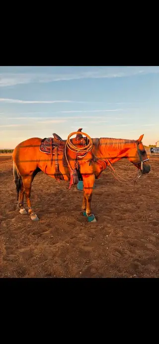 Sharps Creek Darlene (Lou), 11 Year Old Palomino Quarter Horse Mare for Sale in Red Bluff, CA