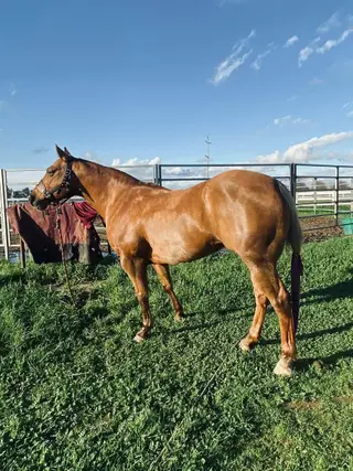 Sharps Creek Darlene (Lou), 11 Year Old Palomino Quarter Horse Mare for Sale in Red Bluff, CA, photo 3 of 3