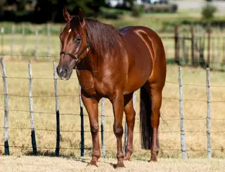 Rollzn in the Royce (Salty), 3 Year Old Sorrel Quarter Horse Mare for Sale in Weatherford, TX