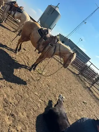 Two Eyed July (Johnny Bravo), 5 Year Old Palomino Quarter Horse Gelding for Sale in KS