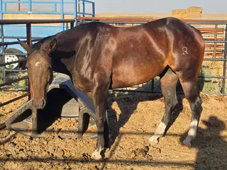 Ava, 4 Year Old Bay Quarter Horse Filly for Sale