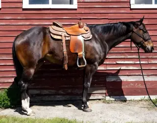 Ava, 4 Year Old Bay Quarter Horse Filly for Sale, photo 2 of 3