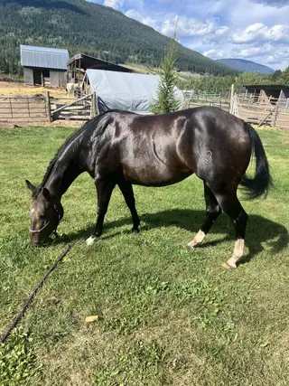 Ava, 4 Year Old Bay Quarter Horse Filly for Sale, photo 3 of 3