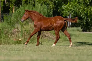 Smokn Guns (Colt by Playgun), Foal Sorrel Quarter Horse Colt for Sale in Mineola, TX, photo 2 of 2