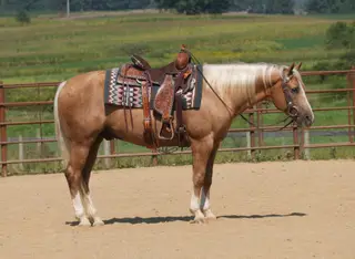 Via King Jupe (Gold Rush), 7 Year Old Palomino Quarter Horse Gelding for Sale in Fresno, OH