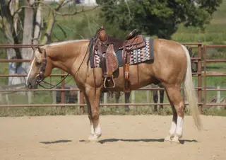 Via King Jupe (Gold Rush), 7 Year Old Palomino Quarter Horse Gelding for Sale in Fresno, OH, photo 2 of 4