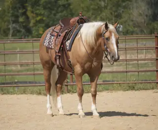 Via King Jupe (Gold Rush), 7 Year Old Palomino Quarter Horse Gelding for Sale in Fresno, OH, photo 3 of 4