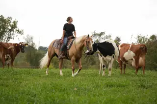 Via King Jupe (Gold Rush), 7 Year Old Palomino Quarter Horse Gelding for Sale in Fresno, OH, photo 4 of 4