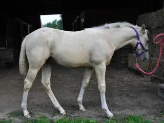 Ninetalez (Tails), Foal Palomino Quarter Horse Colt for Sale in Forest Lake, MN