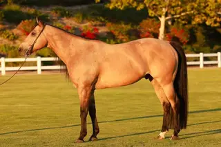 Kaptain Morgan (Rummy), 12 Year Old Buckskin Quarter Horse Gelding for Sale in Yorba Linda, CA, photo 3 of 4
