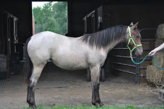 TH BoonBerry Bliss, 1 Year Old Bay Roan Quarter Horse Filly for Sale in Forest Lake, MN