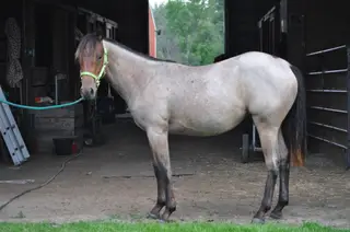 TH BoonBerry Bliss, 1 Year Old Bay Roan Quarter Horse Filly for Sale in Forest Lake, MN, photo 2 of 5