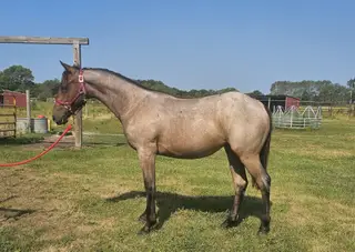 TH BoonBerry Bliss, 1 Year Old Bay Roan Quarter Horse Filly for Sale in Forest Lake, MN, photo 3 of 5