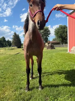 TH BoonBerry Bliss, 1 Year Old Bay Roan Quarter Horse Filly for Sale in Forest Lake, MN, photo 4 of 5