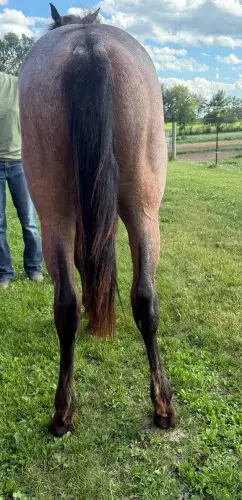 TH BoonBerry Bliss, 1 Year Old Bay Roan Quarter Horse Filly for Sale in Forest Lake, MN, photo 5 of 5