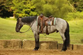 Seattle, 4 Year Old Blue Roan Draft Cross Gelding for Sale