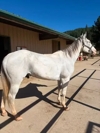 Iceman, 11 Year Old Grey Gelding for Sale in Quincy, CA