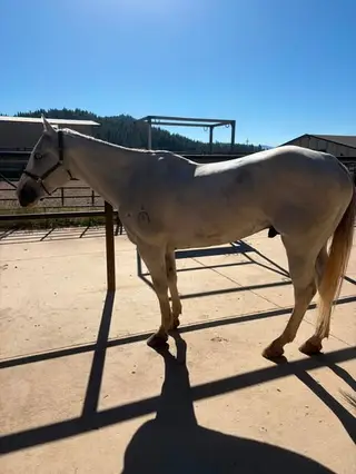 Iceman, 11 Year Old Grey Gelding for Sale in Quincy, CA, photo 2 of 3