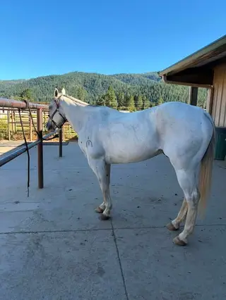 Iceman, 11 Year Old Grey Gelding for Sale in Quincy, CA, photo 3 of 3
