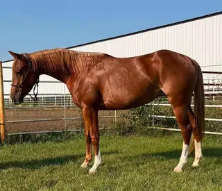 Catz Rosewood Doll (Catness), 3 Year Old Paint Horse Filly for Sale in Wagner, SD