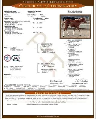 Catz Rosewood Doll (Catness), 3 Year Old Sorrel Paint Horse Filly for Sale in Wagner, SD, photo 2 of 5
