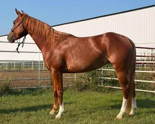 Catz Rosewood Doll (Catness), 3 Year Old Sorrel Paint Horse Filly for Sale in Wagner, SD, photo 3 of 5