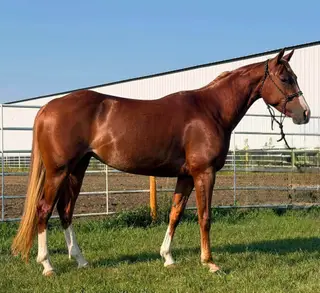Catz Rosewood Doll (Catness), 3 Year Old Sorrel Paint Horse Filly for Sale in Wagner, SD, photo 4 of 5