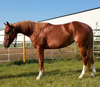 Catz Rosewood Doll (Catness), 3 Year Old Sorrel Paint Horse Filly for Sale in Wagner, SD, photo 5 of 5