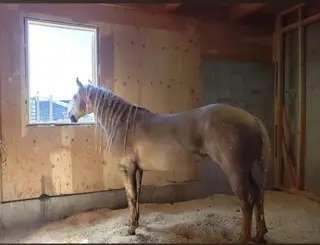 Dream Sweet Dreams (Kiona), 14 Year Old Palomino Quarter Horse Mare for Sale in CO, photo 2 of 6