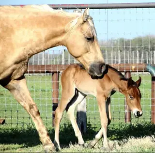 Dream Sweet Dreams (Kiona), 14 Year Old Palomino Quarter Horse Mare for Sale in CO, photo 4 of 6