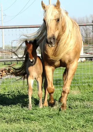 Dream Sweet Dreams (Kiona), 14 Year Old Palomino Quarter Horse Mare for Sale in CO, photo 5 of 6