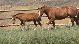 Chestnut Paint Colt, Foal Chestnut Paint Colt for Sale