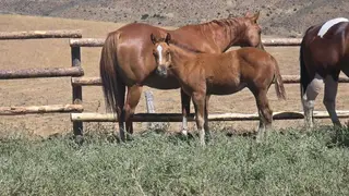 Chestnut Paint Colt, Foal Chestnut Paint Colt for Sale, photo 2 of 5