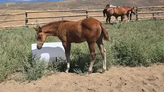 Chestnut Paint Colt, Foal Chestnut Paint Colt for Sale, photo 3 of 5