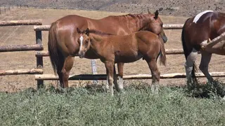 Chestnut Paint Colt, Foal Chestnut Paint Colt for Sale, photo 4 of 5