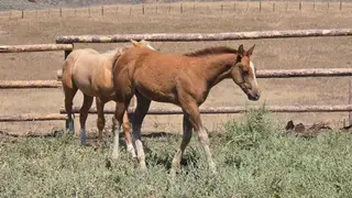 Chestnut Paint Colt, Foal Chestnut Paint Colt for Sale, photo 5 of 5