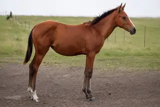 Yellin Timber (Birdie), Foal Bay Quarter Horse Filly for Sale in Beardsley, MN