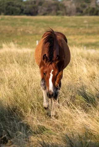 Yellin Timber (Birdie), Foal Bay Quarter Horse Filly for Sale in Beardsley, MN, photo 2 of 3