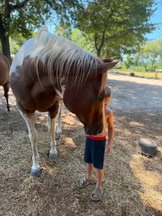 Vegas, 21 Year Old Sorrel Tobiano Mare for Sale in TX
