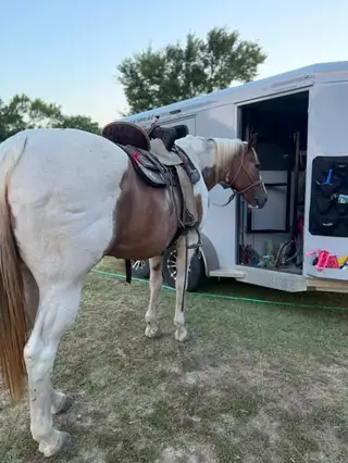 Vegas, 21 Year Old Sorrel Tobiano Mare for Sale in TX, photo 2 of 4