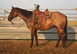 RJC Quins Cruzndrift (Buster), 5 Year Old Bay Roan Quarter Horse Gelding for Sale in Hale, MO