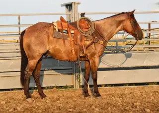 RJC Quins Cruzndrift (Buster), 5 Year Old Bay Roan Quarter Horse Gelding for Sale in Hale, MO, photo 2 of 3