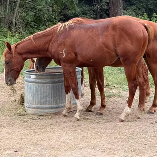 JQ Burning Love (Burns), 1 Year Old Sorrel Quarter Horse Colt for Sale in Chamois, MO