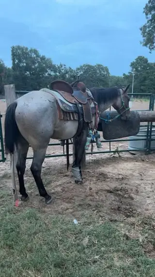 Steele N Last Call, 3 Year Old Bay Roan Quarter Horse Gelding for Sale in TX, photo 2 of 3