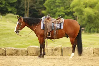 Jay Lo Nite (Eagle), 5 Year Old Bay Quarter Horse Gelding for Sale in Millersburg, OH