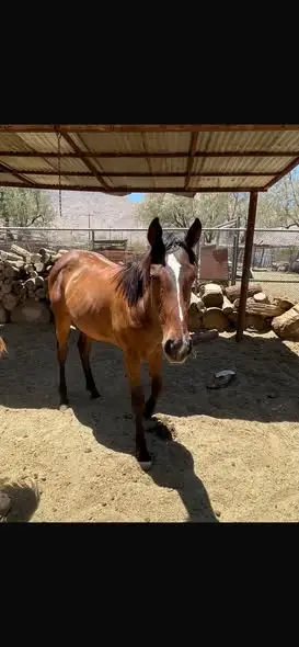 Bay Quarter Horse Filly, 1 Year Old Bay Quarter Horse Filly for Sale in Palm Springs, CA, photo 3 of 5